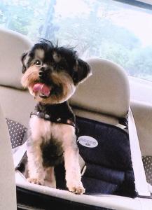 Dean aparece ainda jovem, acomodado em sua poltroninha de transporte, especialmente adaptada com cinto de segurança para viagens de carro. A imagem evidencia o cuidado da família com o bem-estar do companheiro de quatro patas, que dorme, se deita e viaja com conforto, cobertor e brinquedos em muitas aventuras por muitos destinos pelo Brasil.