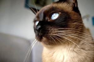 Samy aparece sozinha em um dos primeiros registros feitos por Raissa com a câmera que ganhou ao decidir que queria ser fotógrafa. Ainda aprendendo a usar o equipamento, ela experimenta o olhar e a técnica dentro da própria casa, na sala. A fotografia carrega o início de um aprendizado duplo: o da prática fotográfica e o de observar, com atenção, a presença constante do animal no espaço doméstico.