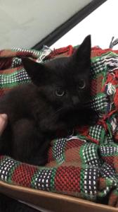 Pouco tempo após resgatar Déjà, Raissa faz a primeira fotografia dele com o celular. O registro acontece à noite, no banheiro do apartamento onde morava, logo depois de acomodá-lo em segurança. A imagem nasce com a intenção de compartilhar a notícia com amigos, mas se transforma no marco inicial de uma história em comum, quando o cuidado ainda é recente e o futuro está em aberto.