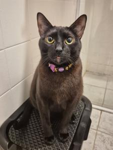 A fotografia é feita por Victor, noivo de Raissa, logo após adquirir um celular novo. Durante uma brincadeira entre ele e Déjà, o gato fica com as pupilas dilatadas e a língua para fora, e o momento é captado rapidamente. A imagem se torna a favorita do casal e passa a ocupar a tela do celular, transformando uma cena lúdica em símbolo de afeto compartilhado.