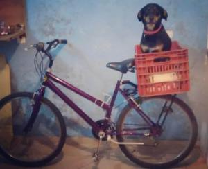 Rafaela tinha registrado em seu diário, aos 10 anos, o desejo de ter um cachorro só seu e uma bicicleta para pedalar pela cidade. Na época, escreveu como forma de protesto, já que sua mãe costumava ler o diário, especialmente porque o pai havia resgatado um yorkshire que não pôde ser cuidado dentro de casa. A bicicleta veio anos depois, oferecida por Mirna, amiga de sua mãe, após sua antiga Caloi branca ter sido furtada. Mais tarde, já morando no Jardim Guarani, Rafaela assistiu a uma entrevista no programa Encontro com Fátima Bernardes sobre um casal ciclista que levava um poodle de 15 quilos na garupa. Sem conseguir contato com a produção ou encontrar a reportagem, decidiu criar sua própria adaptação para levar Mel nos passeios. Testou por dias na rua de casa, entre quedas e ajustes com caixa de feira presa por prendedores de plástico, até conseguir pedalar com a cachorra em segurança. No fim de semana, realizou seu sonho: percorreu 19 km até o Parque Villa-Lobos com Mel, tornando realidade aquilo que havia escrito anos antes no diário.