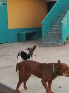 A fotografia mostra Júnior, o pitbull travesso, e a filhote Marta nos primeiros meses dela em casa. Oriana recorda como chegava do trabalho e se dedicava a brincar com os dois, tornando esse momento uma rotina diária. Júnior, ao mesmo tempo brincalhão e protetor, foi quem acompanhou Marta em suas primeiras descobertas, marcando o início de uma convivência cheia de cuidado e diversão.Acervo Pessoal