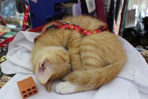 Em novembro de 2017, Christiane registra o momento da adoção da gatinha Carlota. A fotografia marca o início desse vínculo que perdura, evidenciando a importância da adoção responsável e da presença dos animais em sua vida.