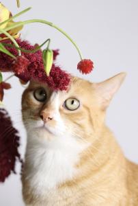 Carlota, a primeira gata de Christiane, adotada em 2017, surge aqui em sua essência: observadora, silenciosa, um pouco reclusa. Com a chegada dos outros gatos, ela se recolheu ainda mais, mas manteve aquele olhar atento que parece atravessar qualquer ambiente. Uma presença discreta, mas sempre marcante.