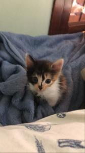 Nina ainda filhote, poucas semanas após chegar, aparece em uma fotografia pensada para evidenciar seu tamanho diminuto. A imagem destaca a delicadeza do corpo pequeno e a fase inicial da convivência, quando tudo ainda está em formação. O registro funciona como testemunho do começo, preservando a memória de um tempo em que a presença era leve, frágil e inteiramente dependente do cuidado humano.