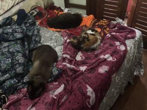 Mia, Nina e Kizaru dormem juntos, cada um em seu próprio cobertor. Apesar das pequenas disputas que surgem no dia a dia, o descanso revela a harmonia possível entre eles. A fotografia registra esse momento de pausa coletiva, em que os gatinhos se acomodam lado a lado, evidenciando que o convívio é feito de contrastes, mas também de compartilhamento e proximidade.