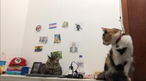 As duas gatas, Mia e Nina, respectivamente a tigrada e a tricolor, aparecem sobre a mesa do quarto antigo de Daniel, mexendo em seus objetos e ocupando o espaço sem cerimônia. A fotografia registra um hábito recorrente, em que o ambiente humano é atravessado pela presença animal. O gesto revela uma convivência íntima, na qual os limites entre ordem e afeto se dissolvem no cotidiano compartilhado.