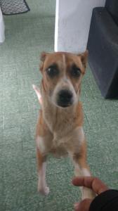 Quilocão ressurgindo das cinzas: depois de comer chumbinho, jogado no portão, ele foi ao veterinário e se recuperou. Quilocão é meu parceiro velho de guerra!