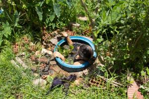 Cláudia Visoni mergulhada dentro da cacimba da Horta das Corujas, em São Paulo, fazendo a limpeza do reservatório.