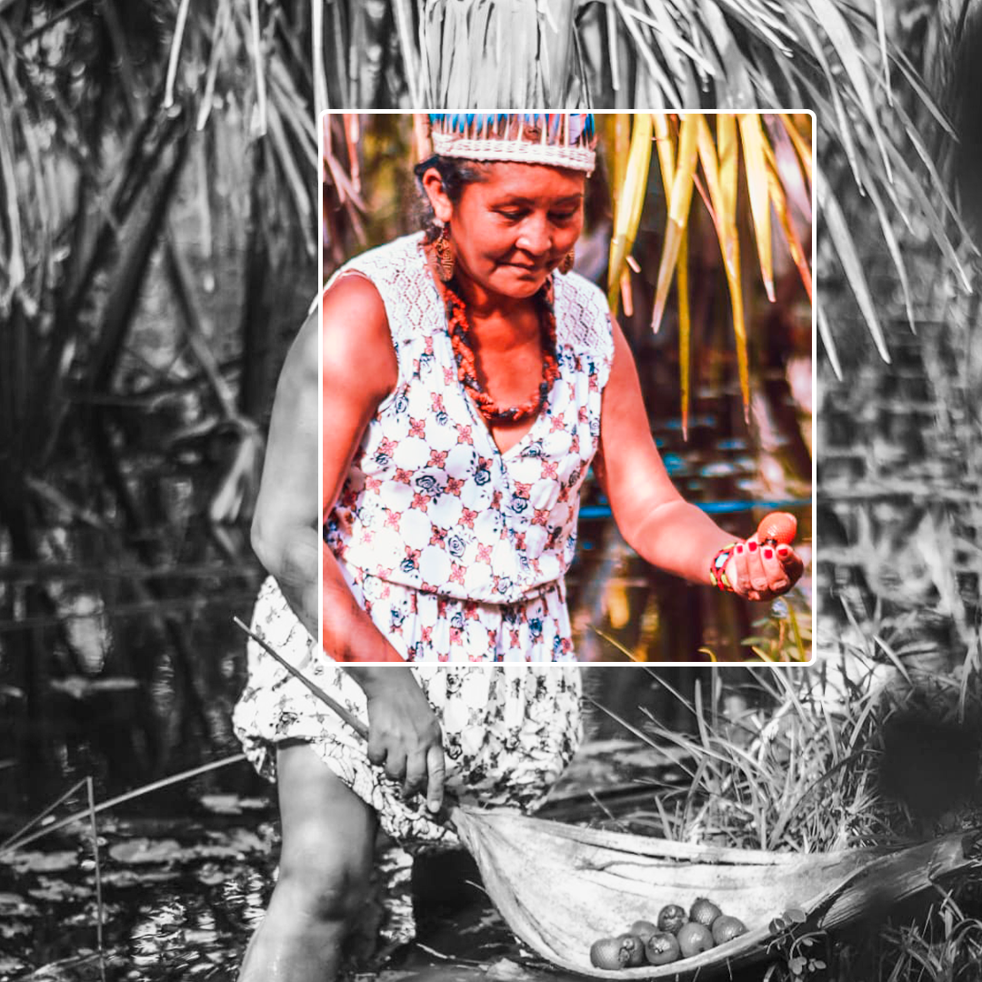 Fotografia em preto e branco. Uma senhora está em pé. Ela segura um fruto redondo e laranja com a mão esquerda, seu braço está levantado na altura da barriga. A mão direita, segura uma grande folha com as frutas dentro. Ela usa cocar, colar, brinco e pulseiras. Ao fundo, há folhagens na mata. Há um retângulo transparente, com margem branca, que está preenchido por cores da fotografia, que ressaltam o rosto da senhora até sua coxa.